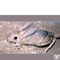 گونه دوپای بلوچی Hotson’s jerboa